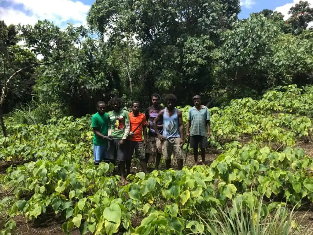 Kava plantation