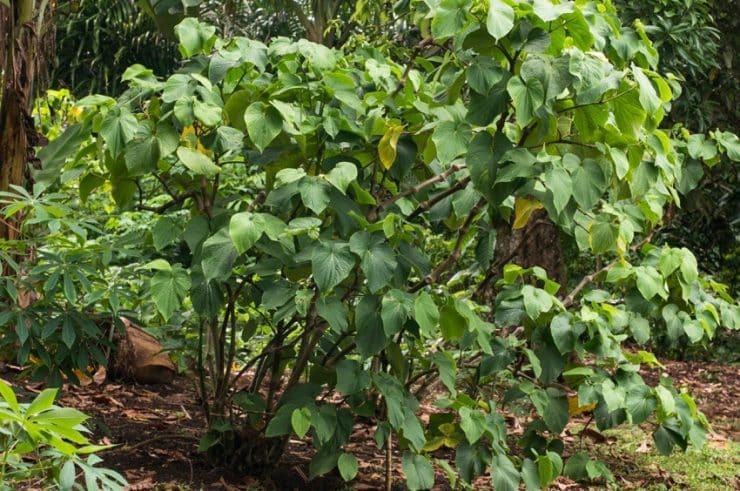 Borogu Kava Plant