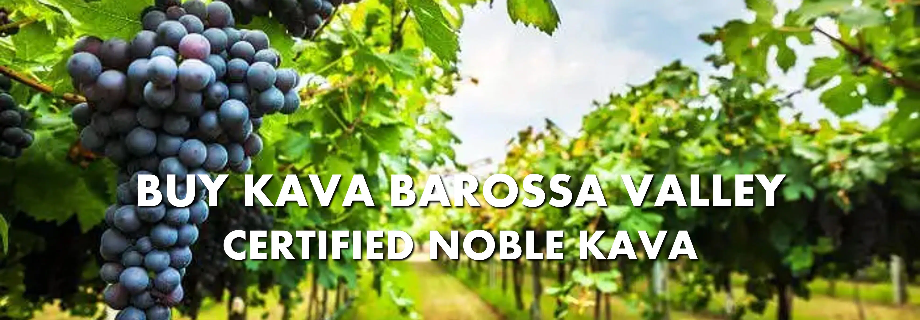 Grapes on vines in Barossa Valley South Australia with caption Buy Kava Barossa Valley Certified Noble Kava