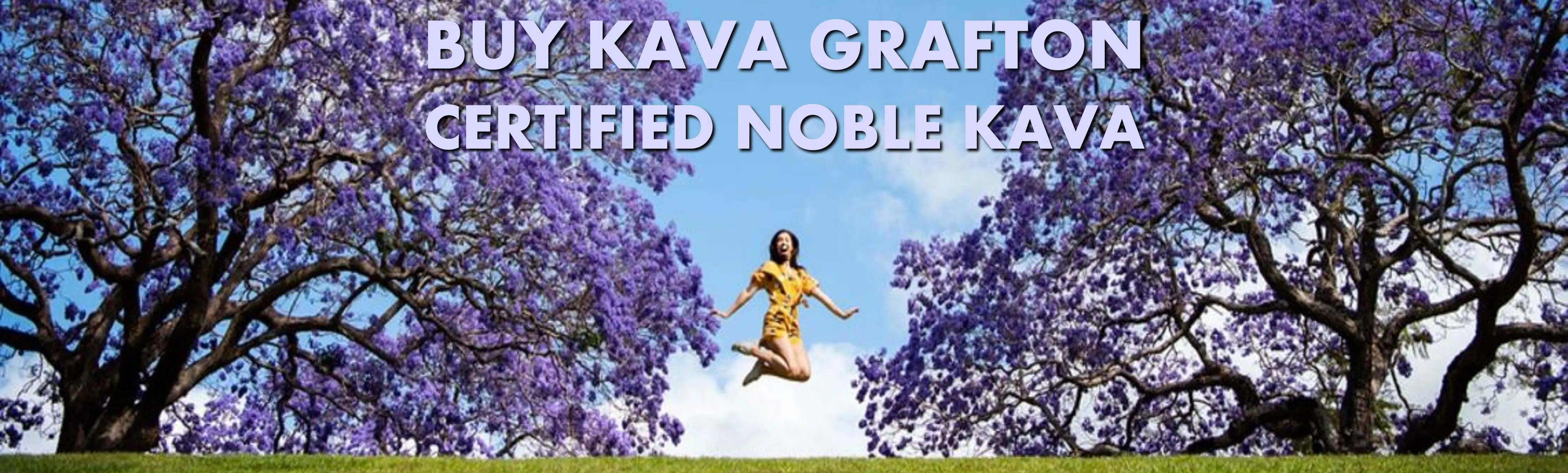 Woman jumping for joy between two jacaranda trees in Grafton New South Wales with caption Buy Kava Grafton Certified Noble Kava
