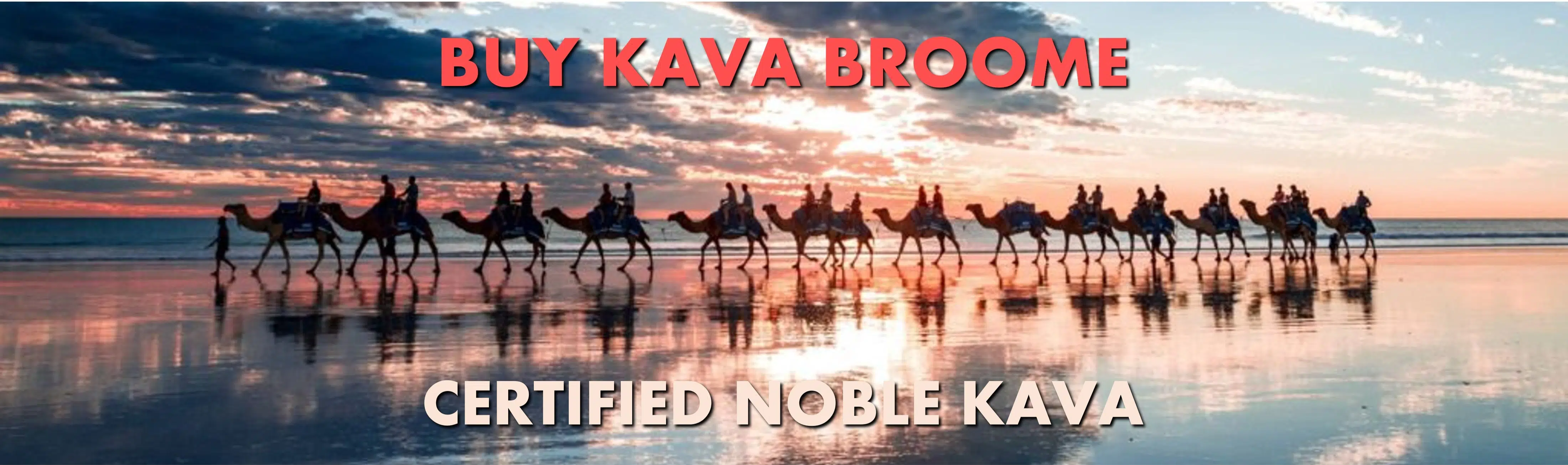 Camels on beachfront in Broome Western Australia with caption Buy Kava Broome Certified Noble Kava