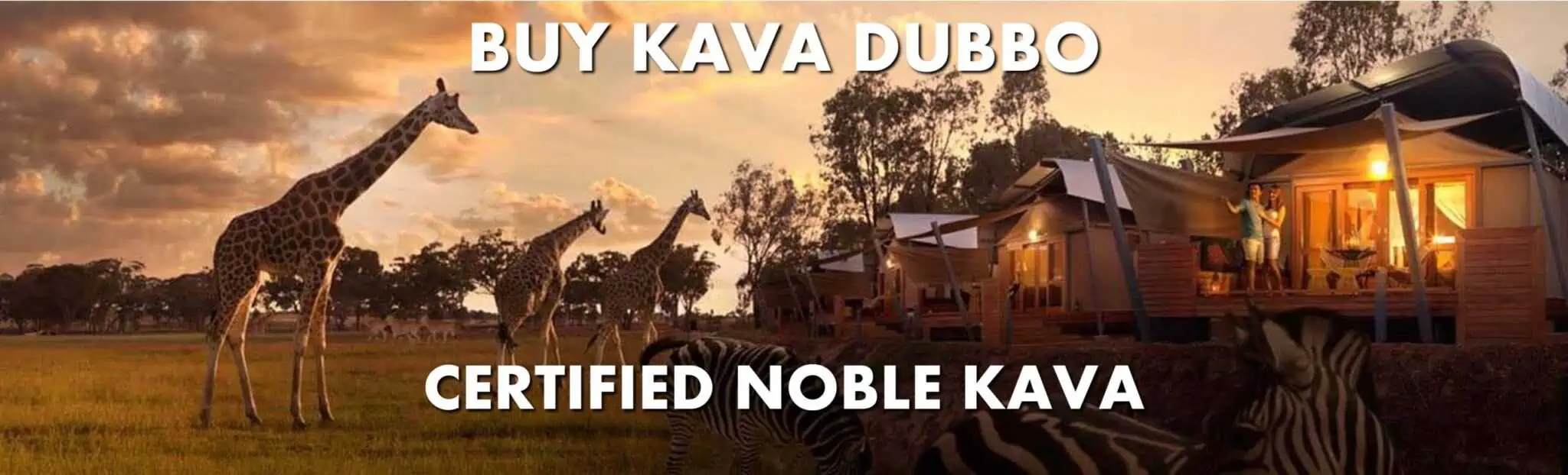Giraffes in Western Plains Zoo Dubbo New South Wales with caption Buy Kava Dubbo Certified Noble Kava